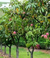Mangifera indica:fruiting tree with red mango