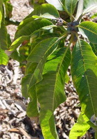 Mangifera indica:mango leaves