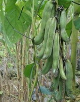 Mucuna cochinchine-sis Lour Tang et Wang:fruiting plant
