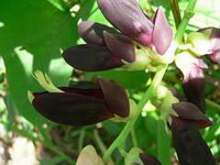 Mucuna cochinchine-sis Lour Tang et Wang:flowering plant