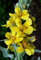 Verbascum thapsus:flower