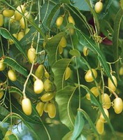 Azadirachta Indica A.Juss:fruits