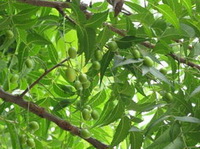 Azadirachta Indica A.Juss:growing tree