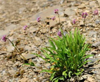 Nardostachys chinensis Batal:flowering plants
