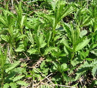 Urtica angustifolia:growing plants