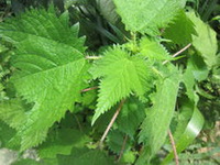 Urtica dioica L:growing plants