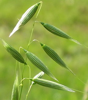 a green fruiting spike of Avena sativa