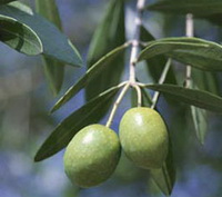 Olea europa:fruiting plant