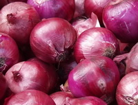 Allium cepa:purple onions