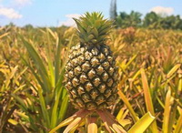 Ananas comosus:fruiting plant