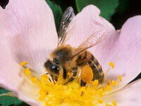 Apis cerana Fabr:Chinese Honey Bee