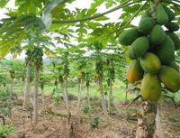 Carica papaya:fruiting tree