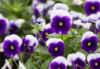 Pansy:white and purple flower