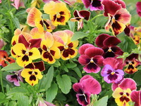 Pansy:colorful flowers