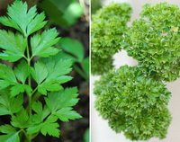 parsley:leaf vegetable