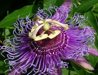 Passiflora incarnata:purple flower