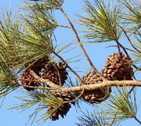 Pinus pinaster Aiton