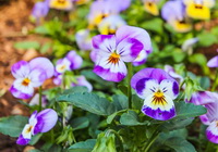 Viola tricolor:flowering plant with pink purple flowers