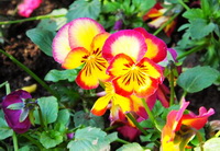 Viola tricolor:flowering plant with orange red flowers