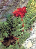 Rhodiola algida:flowering plant of Tangut Rhodiola