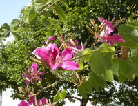 Rosa canina:flowering plant