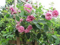 Rosa centifolia:flowers