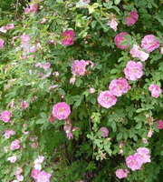 Rosa centifolia:flowering plant