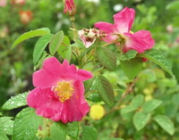 Rosa gallica:flowers