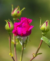 pink red flower and green flower buds of Rosa rugosa