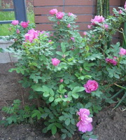 Rosa rugosa:flowering plants