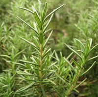 Rosmarinus officinalis:growing shrub