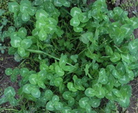 Trifolium pratense:growing plants
