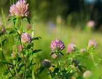 Trifolium pratense:growing plants with flowers