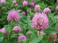 Trifolium pratense:flowers