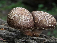 Flower Shiitake Mushroom:mushrooms grows on trunks