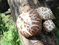 Flower Shiitake Mushroom:mushrooms grows on trunks