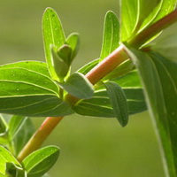 Hypericum perforatum:leaves