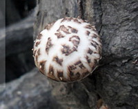 Lentinus edodes Berk. Sing.:mushroom grow in mountain