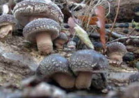 Lentinus edodes Berk. Sing.:mushrooms grow in mountain
