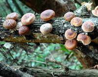 Lentinus edodes Berk. Sing.:mushrooms grow in mountain