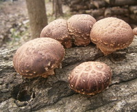 Lentinus edodes Berk. Sing.:mushroom grow on trunks