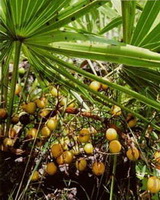 Serenoa repens:fruiting plant
