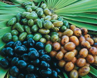 Serenoa repens:fruit berries