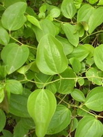 Smilax officinalis:growing shrubs