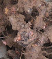Smilax root:herb photo