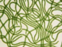Spirulina:picture of algae