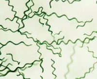 Spirulina:picture of algae