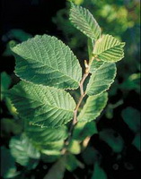 Ulmus rubra Muhl:leaves