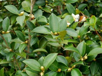 Camellia oleifera Abel:growing plant with buds