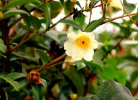 Camellia oleifera Abel:flowering plant with flowers
